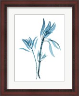 Framed Blue Leucadendron