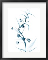 Framed Blue Globe Lily