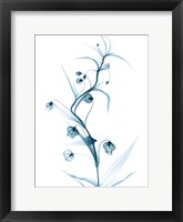 Framed Blue Globe Lily