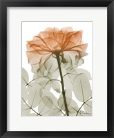 Urban Jungle Rose 2 Framed Print