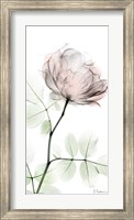 Framed Loving Rose 1