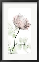 Framed Loving Rose 1