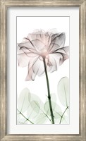 Framed Loving Rose 2