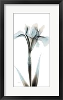 Sea Infused Iris 1 Framed Print