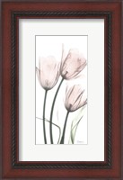 Framed Strawberry Infused Tulips