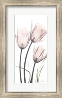 Framed Strawberry Infused Tulips