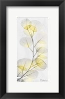 Framed Eucalyptus Sunshine 1