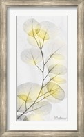 Framed Eucalyptus Sunshine 1