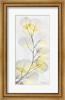 Framed Eucalyptus Sunshine 1