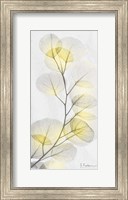 Framed Eucalyptus Sunshine 1