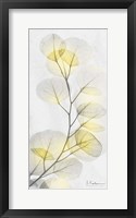 Eucalyptus Sunshine 1 Framed Print