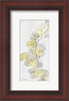 Framed Eucalyptus Sunshine 2