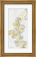 Framed Eucalyptus Sunshine 2