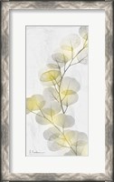 Framed Eucalyptus Sunshine 2