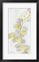 Framed Eucalyptus Sunshine 2