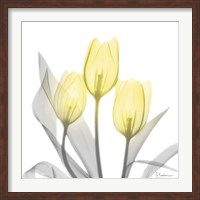 Framed Brilliant Tulips 1