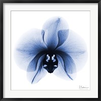 Framed Indigo Infused Orchid 1