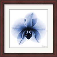 Framed Indigo Infused Orchid 1