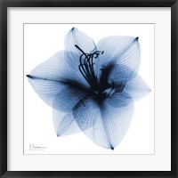 Framed Indigo Amaryllis 1