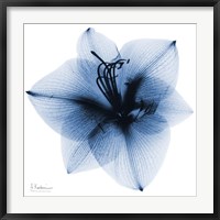 Framed Indigo Amaryllis 1