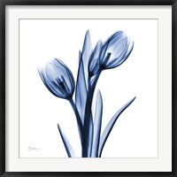 Framed Indigo Loved Tulips