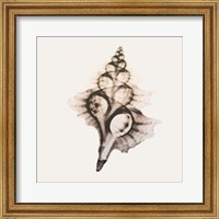 Framed Sandy Sea Shells 2