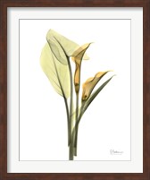 Framed Orange Flowers Calla Lily