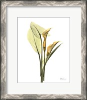 Framed Orange Flowers Calla Lily