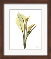 Framed Orange Flowers Calla Lily