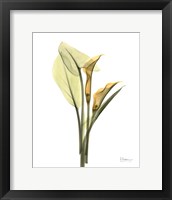 Framed Orange Flowers Calla Lily