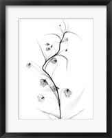Framed White Globe Lily