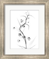 Framed White Globe Lily