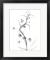 Framed White Globe Lily