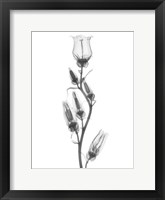 Framed Canterbury Bell