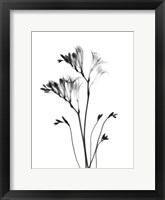 Framed Freesia