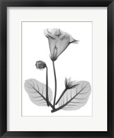 Framed Gloxinia