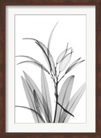 Framed Oleander White Seed Pod