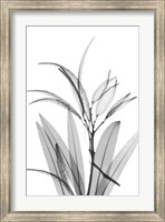 Framed Oleander White Seed Pod