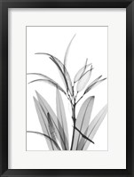 Framed Oleander White Seed Pod