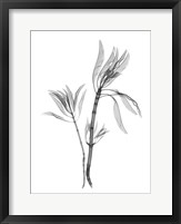 Framed Leucadendron