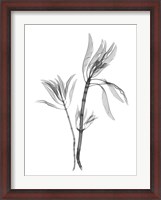 Framed Leucadendron