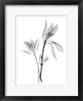 Framed Leucadendron