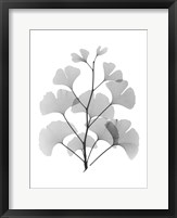 Framed Ginko