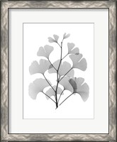 Framed Ginko