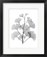 Framed Ginko