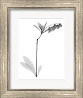 Framed Lily Of The Vally Bush H07