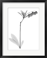 Framed Lily Of The Vally Bush H07