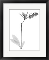 Framed Lily Of The Vally Bush H07