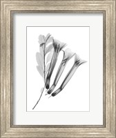 Framed Crane Flower