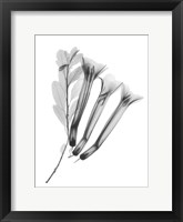 Framed Crane Flower